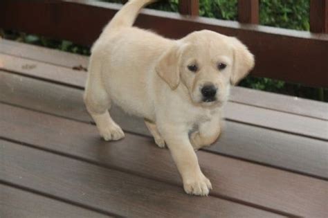Studying for the sat in bozeman, mt. Labrador Retriever Puppies For Sale | Bozeman, MT #208555