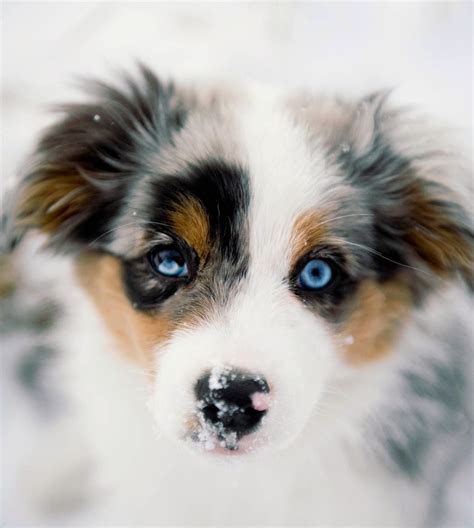 Pin By Lc On Baby Blue Aussie Dogs Beautiful Dogs Dogs And Puppies