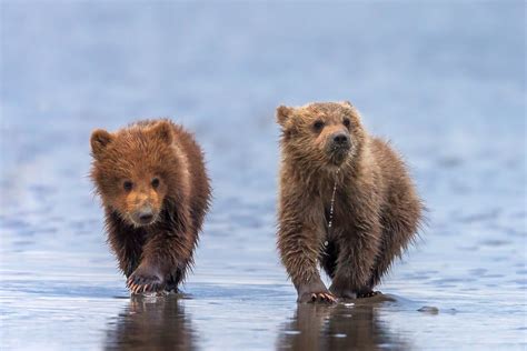 Grizzly Bear Cubs Walking On Beach Fine Art Photo Print Photos By