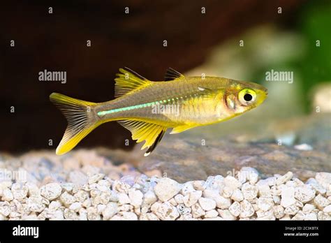 Celebes Rainbow Aquarium Fish Marosatherina Ladigesi Stock Photo Alamy