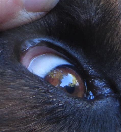 Mast Cell Tumor Eye Case Study Pet Info Alley