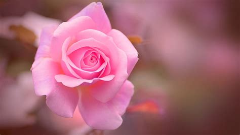 Pink Rose Flower Bud Petals Blur Bokeh Background Hd Flowers Wallpapers