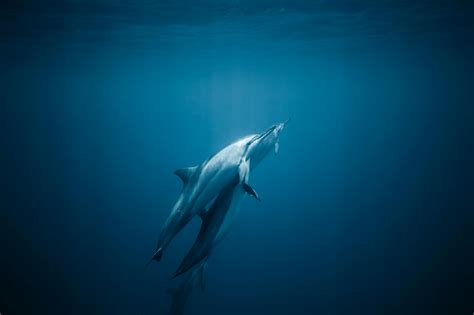 Common Bottlenose Dolphins In Deep Blue Ocean · Free Stock Photo