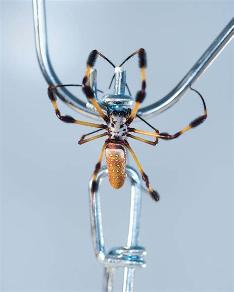 The Most Dangerous Spiders In Australia Blogs Monroe