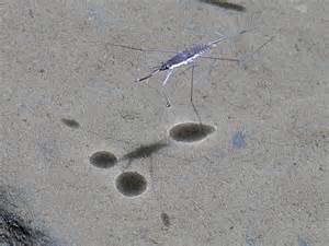 Water Striders Spring Into Action Guest Post By Jon Bossley Pinning Block