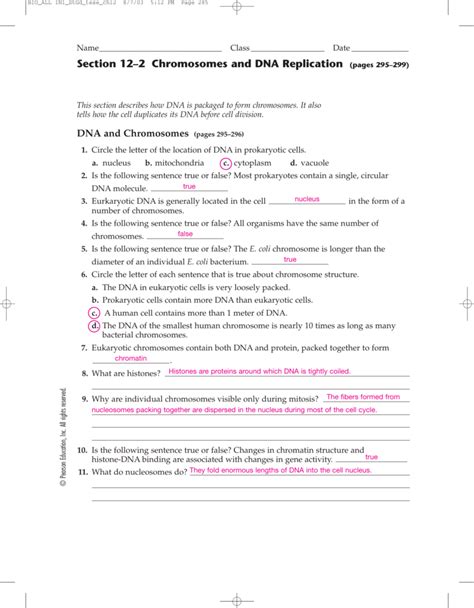 Dna replication practice worksheet name per. 123 Dna Replication Worksheet Answers