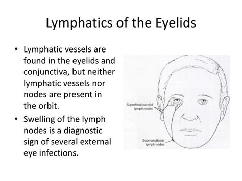 Ppt Anatomy And Embryology Of The Eye And Ocular Adnexa Powerpoint