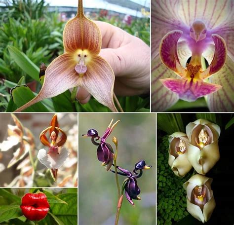 The compact town centre is a great place to start exploring. 15 Amazing Flowers That Look Like Other Things