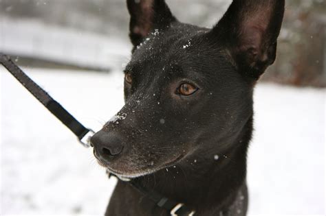 We are looking for your warm heart to. Formosan Mountain Dog in the snow. | Black dog, Formosan mountain dog, Dogs