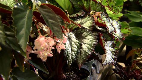 Begonias Offer Incredible Variety For Shade Gardens Youtube