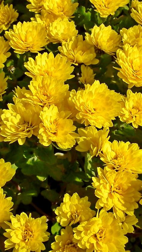 Chrysanthemum Yellow Flowers Bloom 1080x1920 Wallpaper Yellow