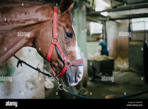 Muzzle Horse Closeup With Bridle Equestrian Base Stock Photo Alamy