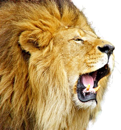 Check spelling or type a new query. Lion PNG Image - PurePNG | Free transparent CC0 PNG Image ...