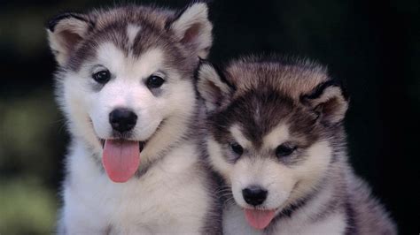 Check spelling or type a new query. The puppies Siberian Husky wallpapers and images - wallpapers, pictures, photos