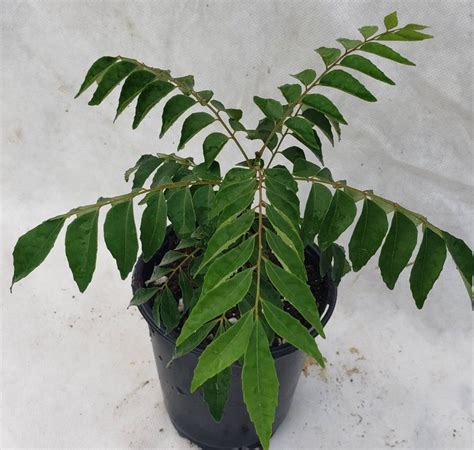 Curry Leaf Tree Murraya Koenigii 4 Inch Pot Live Plant Kadi Patta