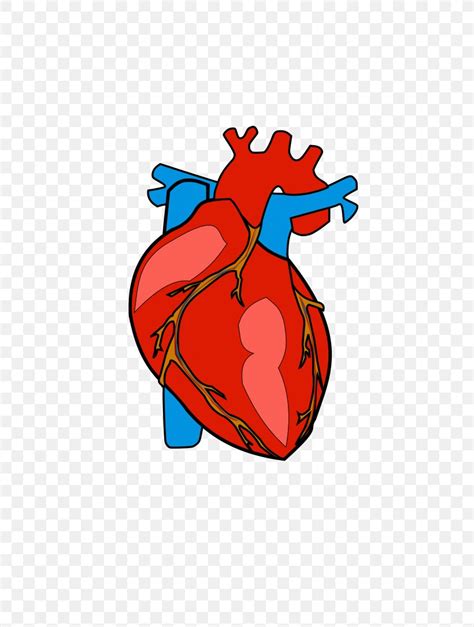 Heart Anatomy Clip Art Png 768x1086px Watercolor Cartoon Flower