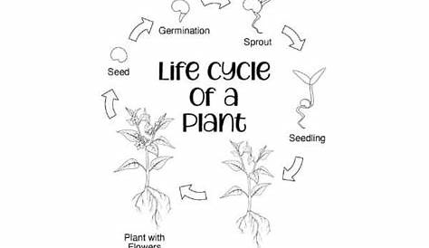 Plant Life Cycle for Kids [Free Worksheets] | Mombrite