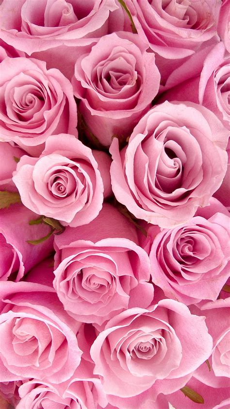 Wallpaper Pink Roses V93061blude