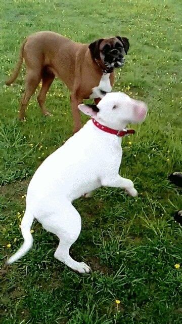 Dexter And Gerty Bull Terrier English Bull English Bull Terriers