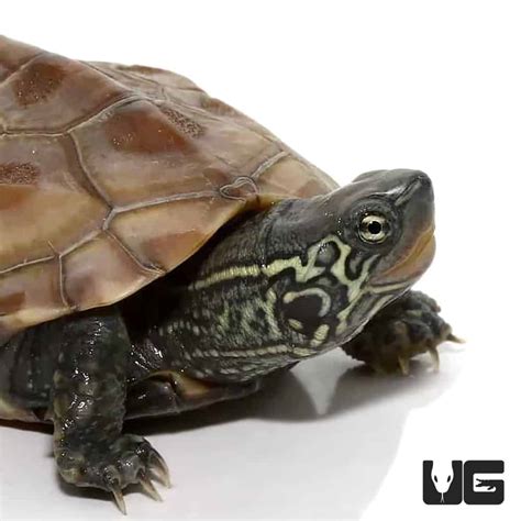 Baby Reeves Turtles Chinemys Reevesii For Sale Underground Reptiles