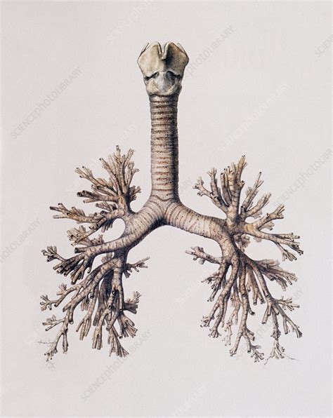 Trachea And Lung Bronchi Stock Image N Science Photo Library