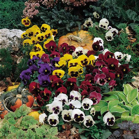 Colossus Mix Hybrid Pansy Pansies Horticultural Products And Services