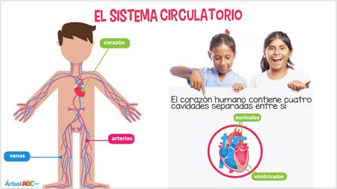 El Aparato Circulatorio Rbol Abc Actividades Stem Abc Science