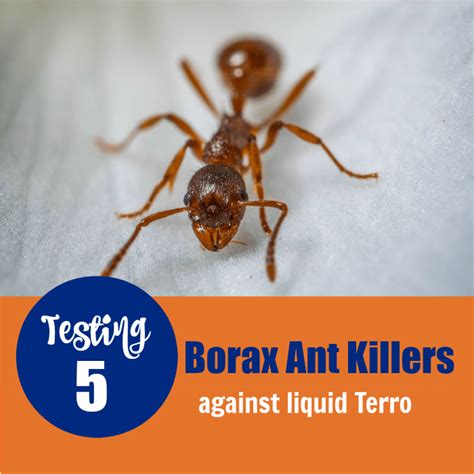 Boric Acid Ants Recipe Jelly Blog Dandk