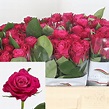 Rose Movie Star 50cm | Wholesale Dutch Flowers & Florist Supplies UK