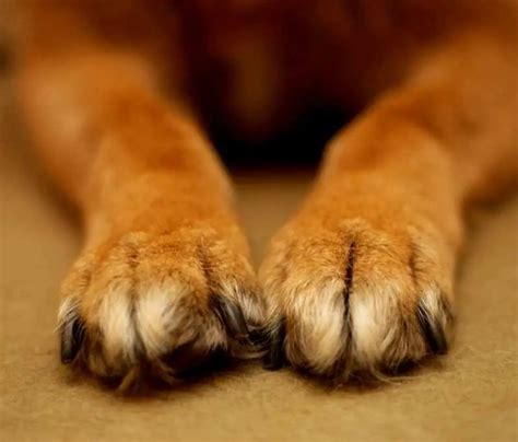 Why Dogs Dont Like Their Paws Touched 7 Reasons