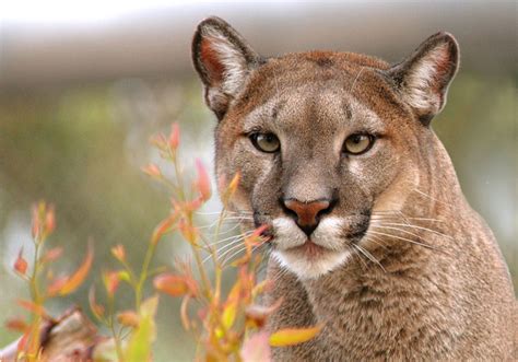 Animal Puma Imagui