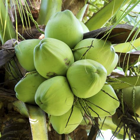 Traditionally Thai From Coconut To Can Massage Magazine