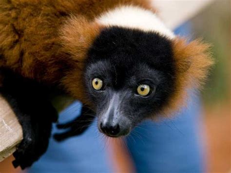Extinct Lemurs Of Madagascar 12 Whoa Lemurs 13 Lemurs Sunning 14 Sn