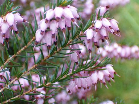Winter Blooms To Break Up Any Landscape Liveston Moves