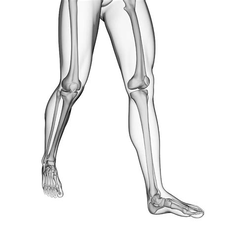 Human Leg Bones Photograph By Sebastian Kaulitzki Fine Art America