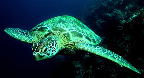 Green Sea Turtles Are Turning All Female Due To Climate Change — Quartz