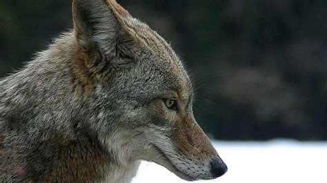 Police Warn Of Aggressive Coyotes