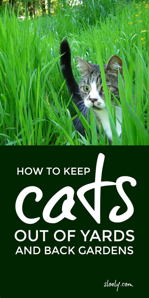 Make a friendly but efficient diy cat repellent with a few simple, affordable. Cat Repellent Plants And Herbs