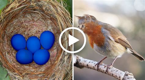 Strangest Animal Eggs In The World Fleuriinfo
