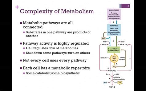 087 Vitamins Complexity Of Metabolism Youtube