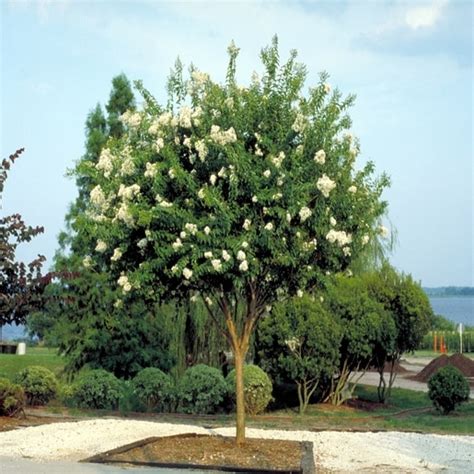 Ligustrum Japonicum Waxleaf Privet Tree Form 15 Flowers Plants