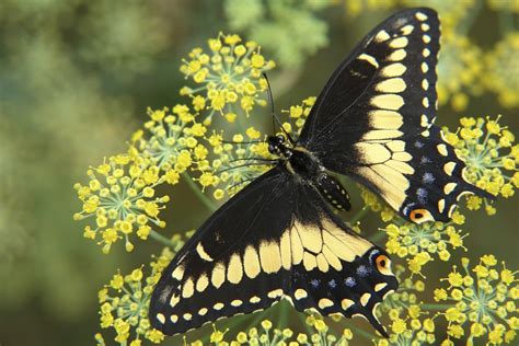 Eastern Black Swallowtail Butterfly Nectaring On Dill In Garden