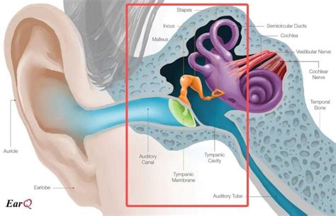 How Do Human Hear Sound The Hearing Mechanism Explained Headphonesty