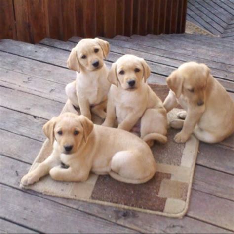 Pin By Bambi On Dogs Lab Puppies Puppies Yellow Lab Puppies