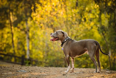What You Must Know Before Getting A Pit Bull Terrier Mix As A Pet Dogappy