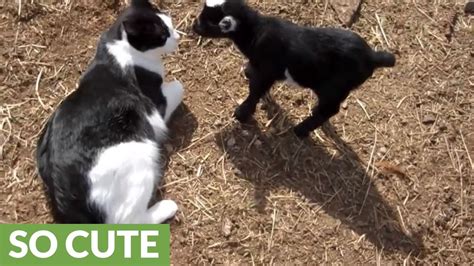 Tiny Baby Goat Bonds With Friendly Cat Youtube