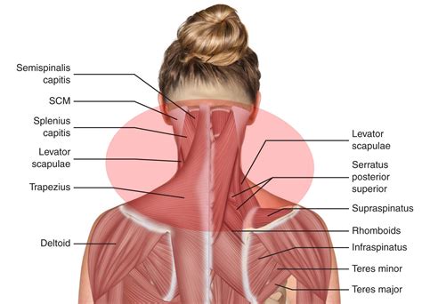 Neck And Shoulder Anatomy