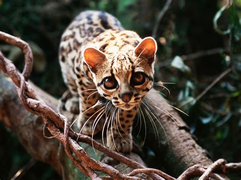 Margay Facts History Useful Information And Amazing Pictures