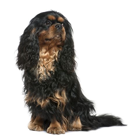 Cavalier king charles spaniels are very friendly and playful. Cavalier King Charles Spaniel Breed Info Find & Learn ...
