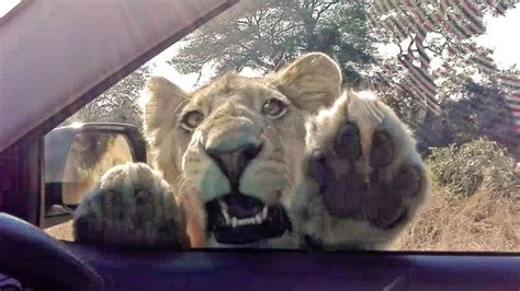 When A Wild Lion Tries To Get Inside The Car Wild Lion Wild Cats Lion